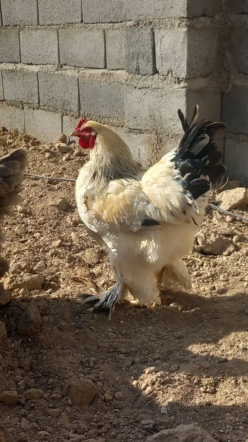 مرغ و خروس برهما هیکلی|حیوانات مزرعه|صائین قلعه, |دیوار