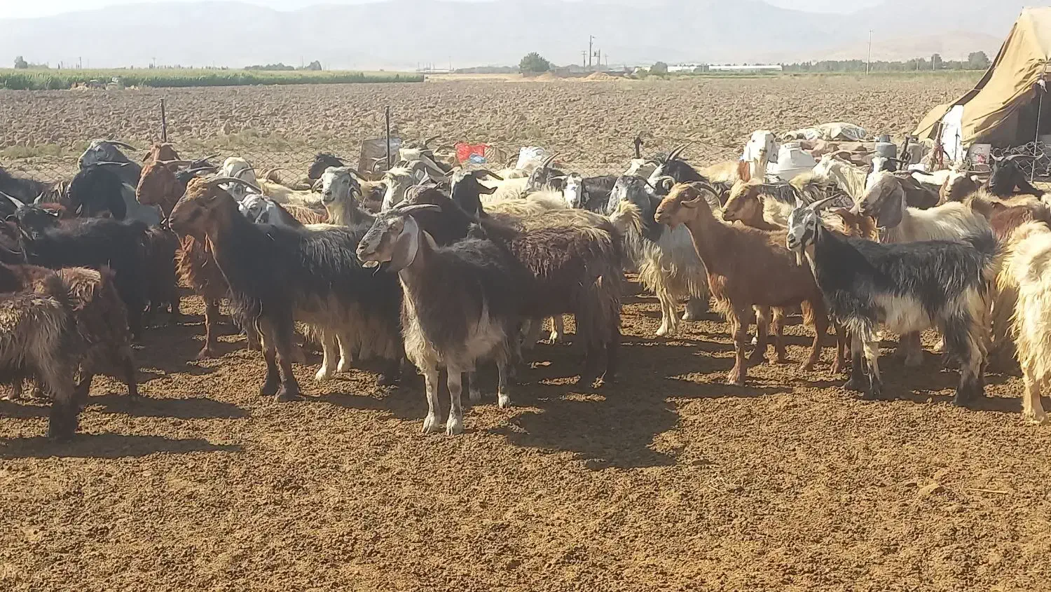 بز داشتی|حیوانات مزرعه|شیراز, دوکوهک|دیوار