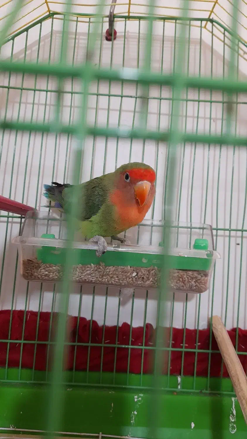 ۲ تا طوطی برزیلی|پرنده|شریفآباد, |دیوار