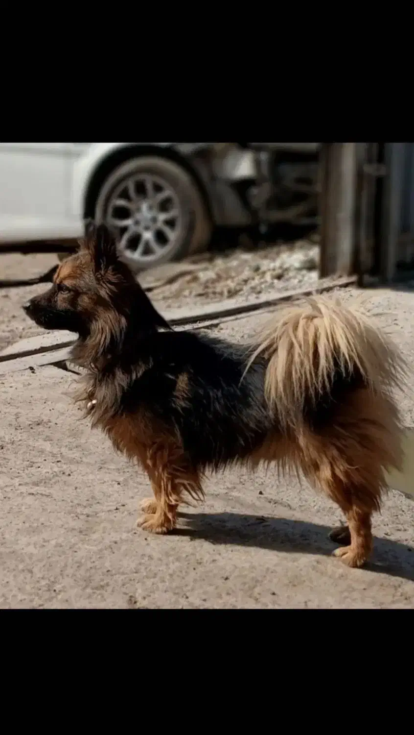 پامر اشپیتز نر|سگ|قزوین, |دیوار