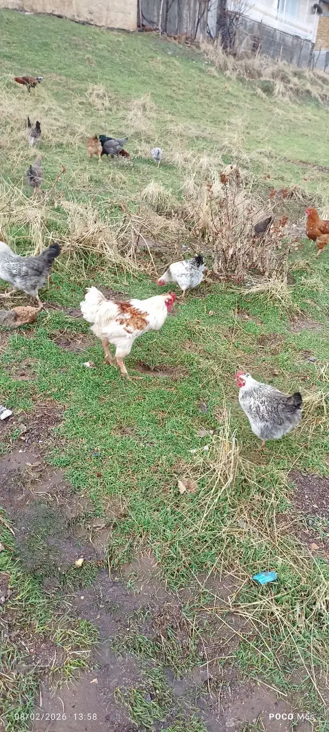 خروس دورگه|حیوانات مزرعه|پاوه, |دیوار