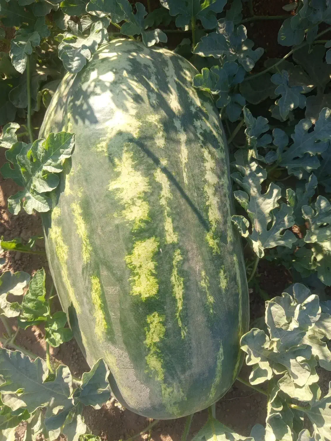 هندوانه بیضی اصلی مخصوص صادرات|عمدهفروشی|شوش, |دیوار