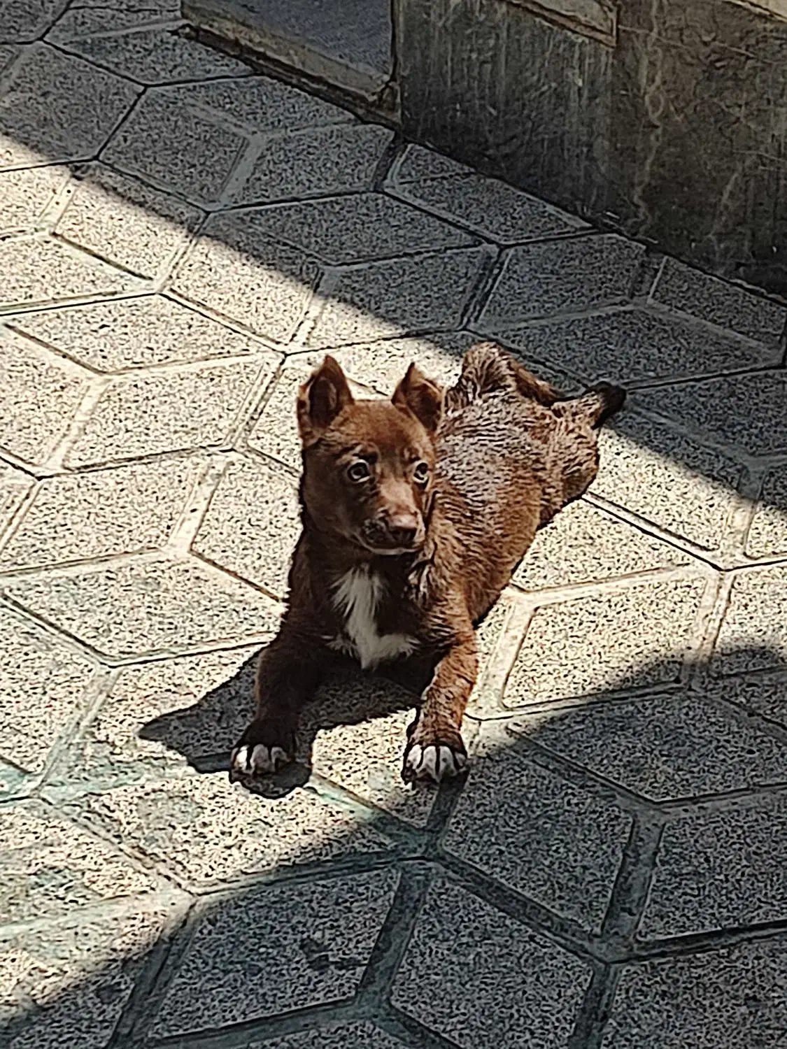 سگ نژاد از فیندو|سگ|اردبیل, |دیوار