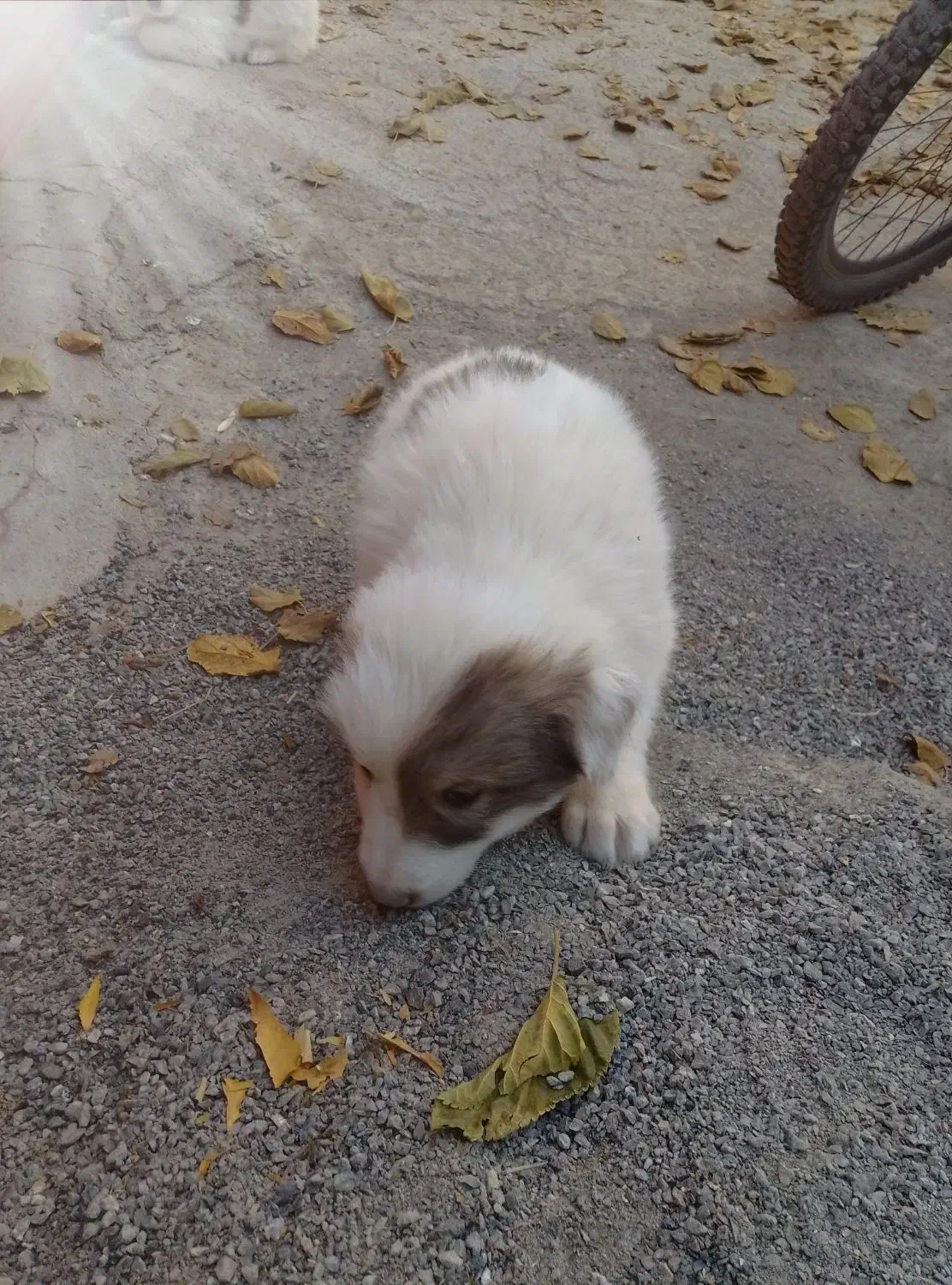 دو عدد توله نرقدرجانی|سگ|کرمانشاه, |دیوار