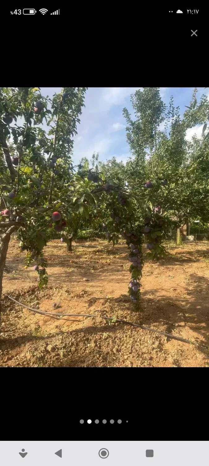 باغ بهترین و مطمئن ترین سرمایه‌|فروش زمین و ملک کلنگی|زاینده رود, |دیوار