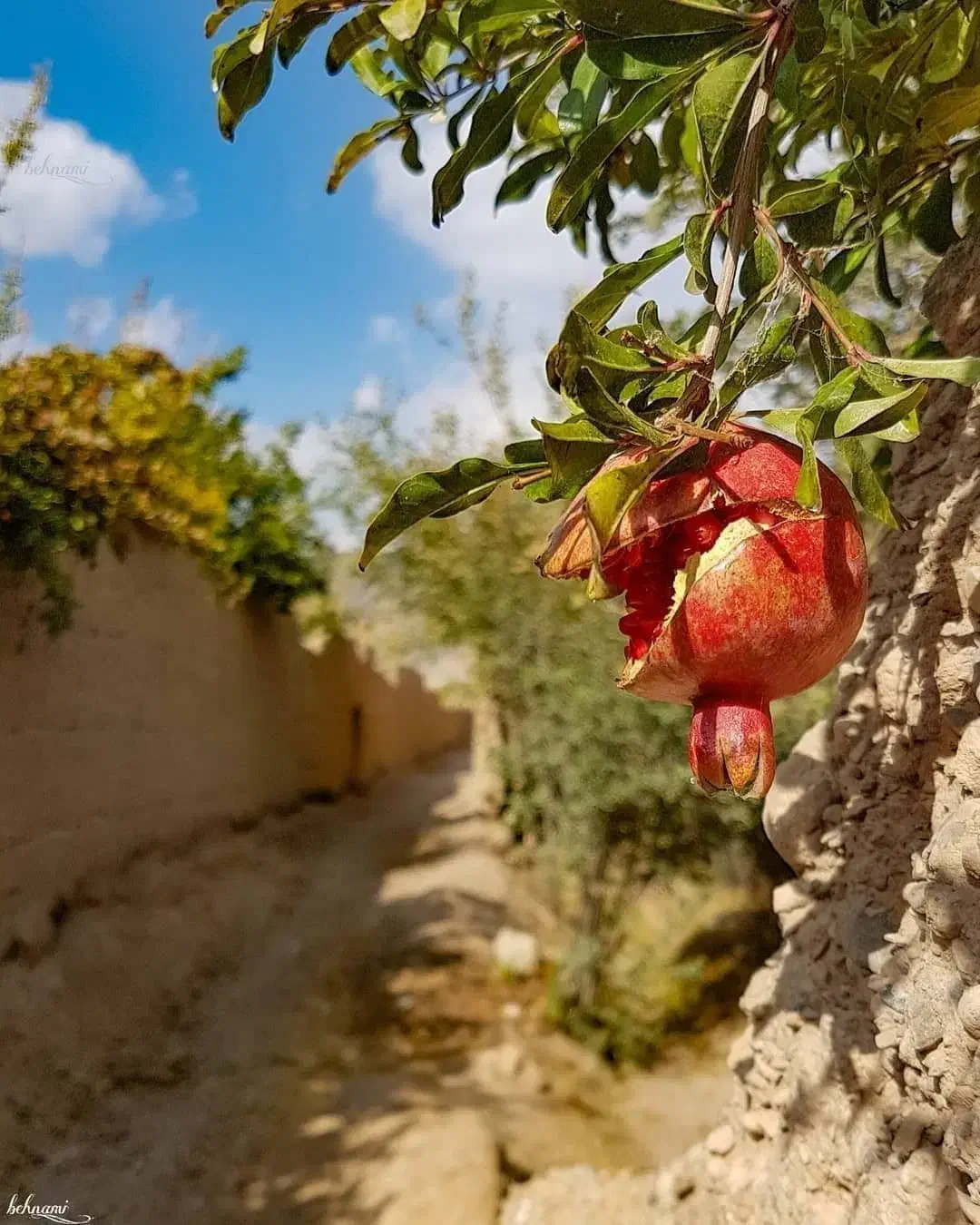 باغ ، تاج اباد|فروش خانه و ویلا|باشتین, |دیوار
