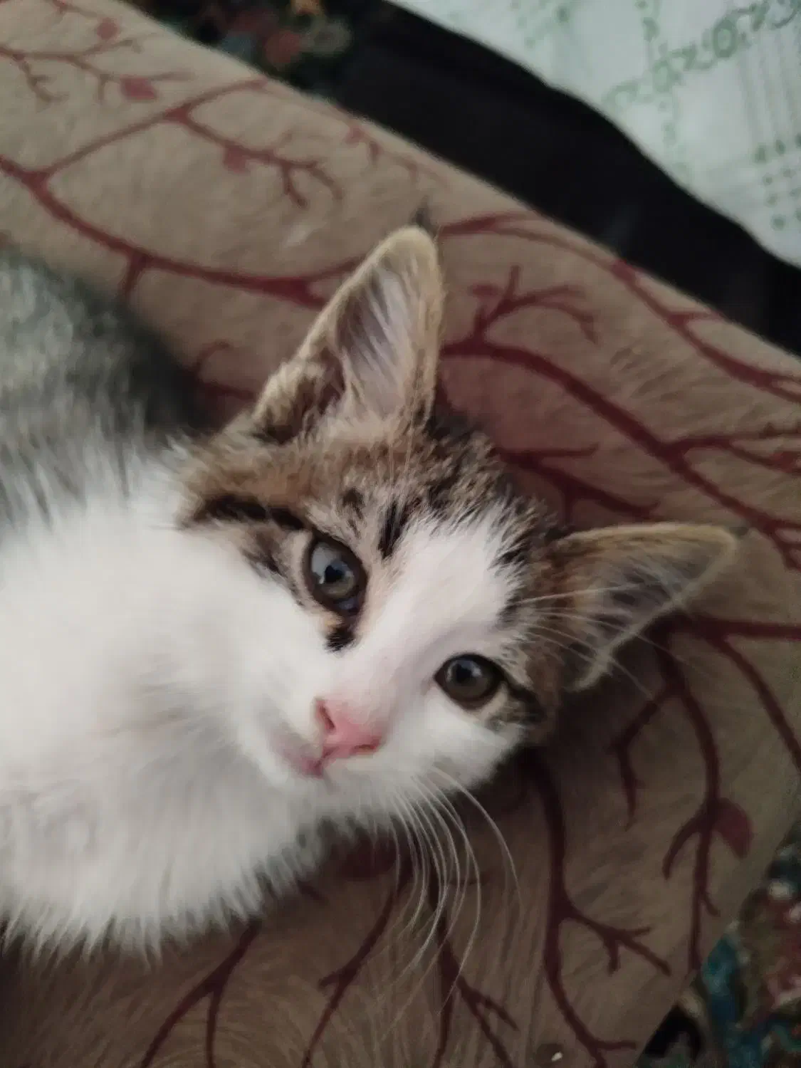 بچه گربه|گربه|رفسنجان, |دیوار