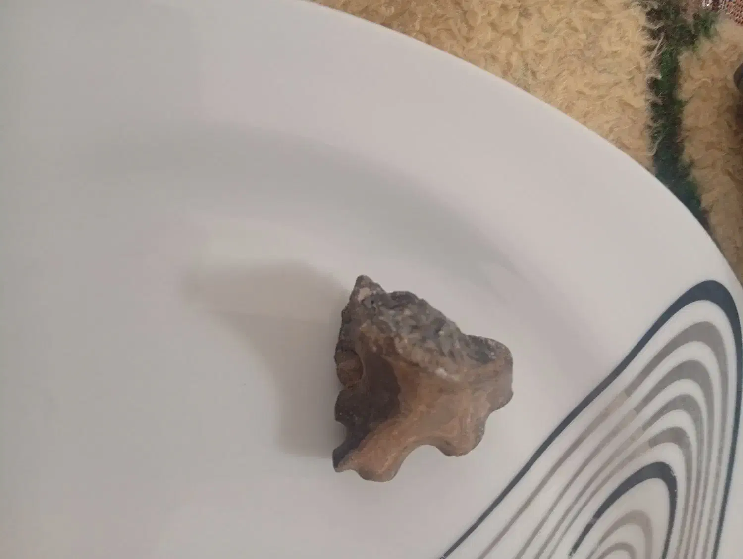 سکه های قدیمی|کلکسیون سکه، تمبر، اسکناس|بجنورد, |دیوار