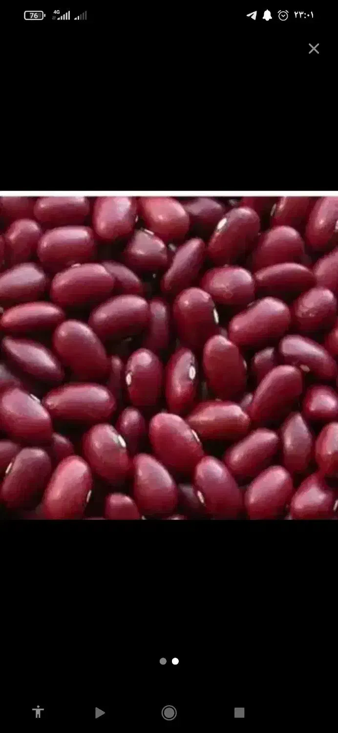 لوبیا زود پخت|عمده‌فروشی|دیواندره, |دیوار