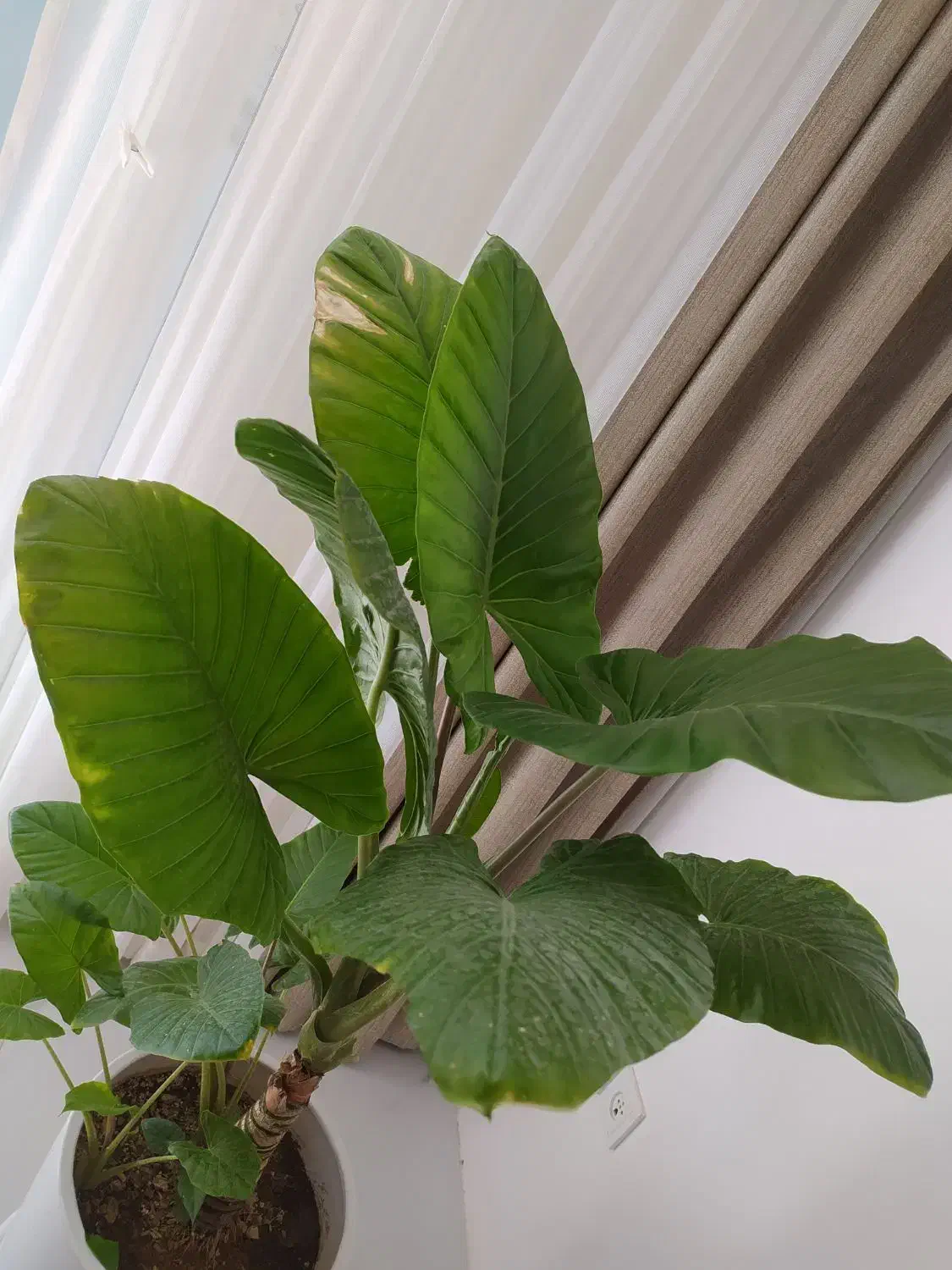 گل بابا آدم|گل و گیاه طبیعی|پیر بکران, |دیوار