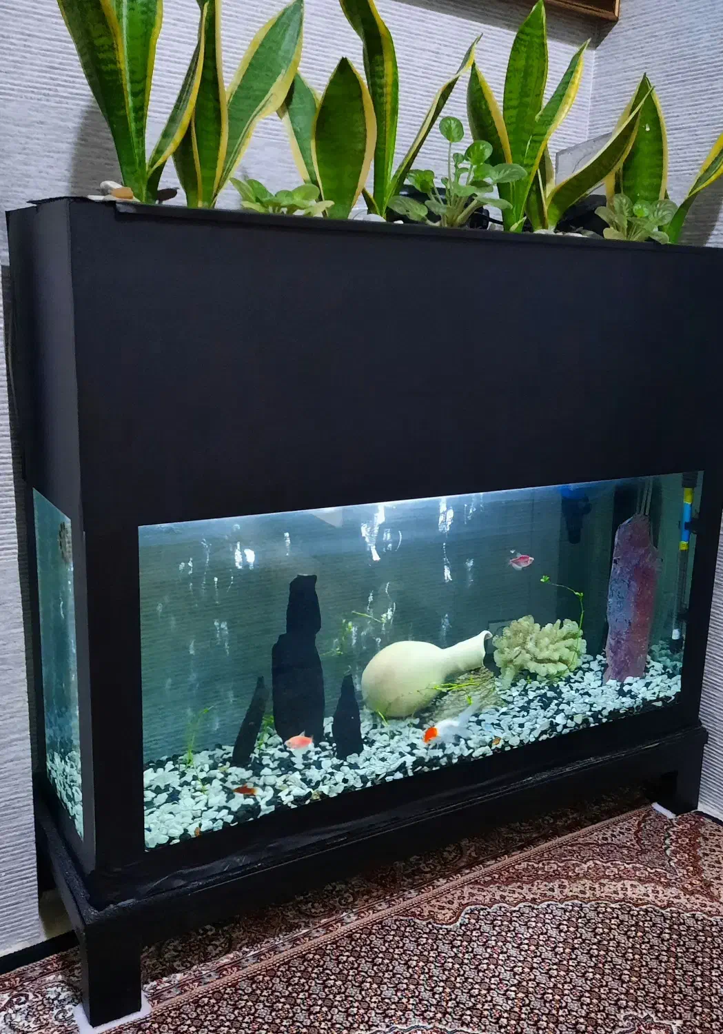 آکواریم|ماهی|بناب, |دیوار