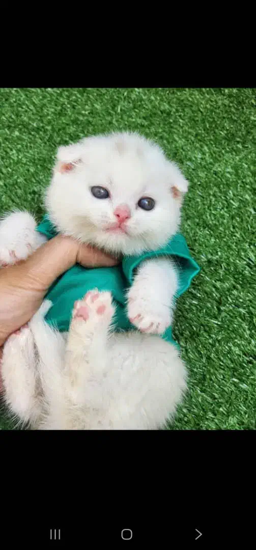 گربه های اصیل|گربه|سنندج, |دیوار