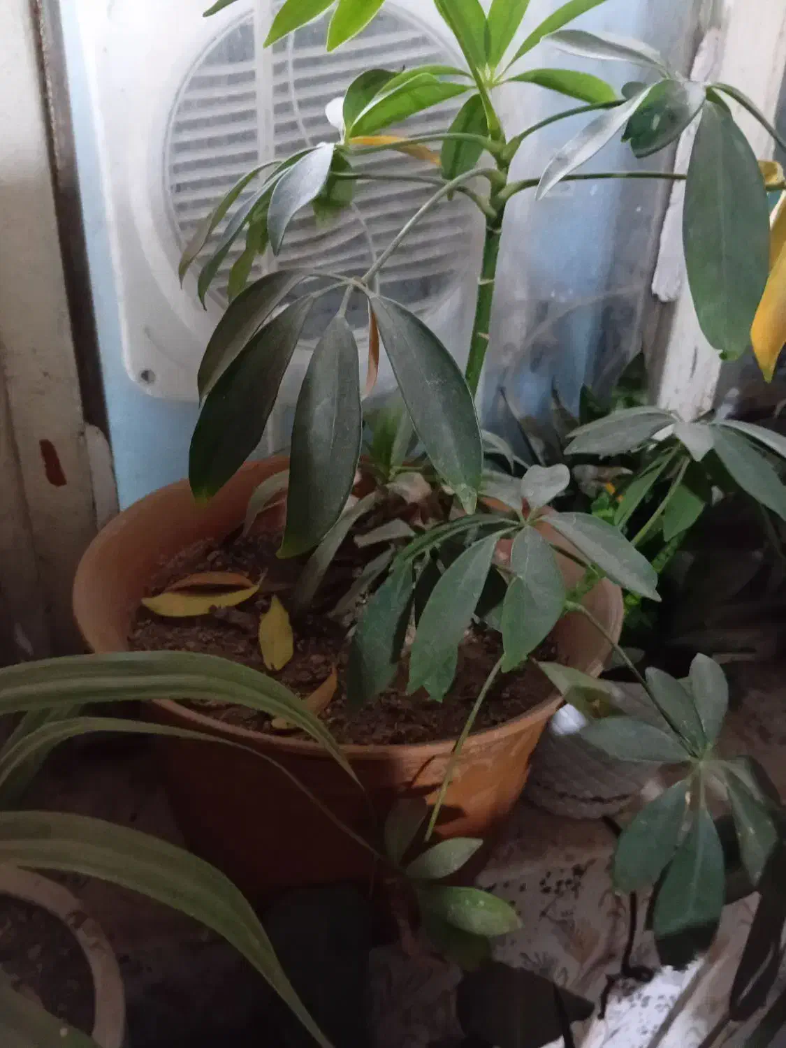 گل فروشی|گل و گیاه طبیعی|نیشابور, ده حلاج|دیوار