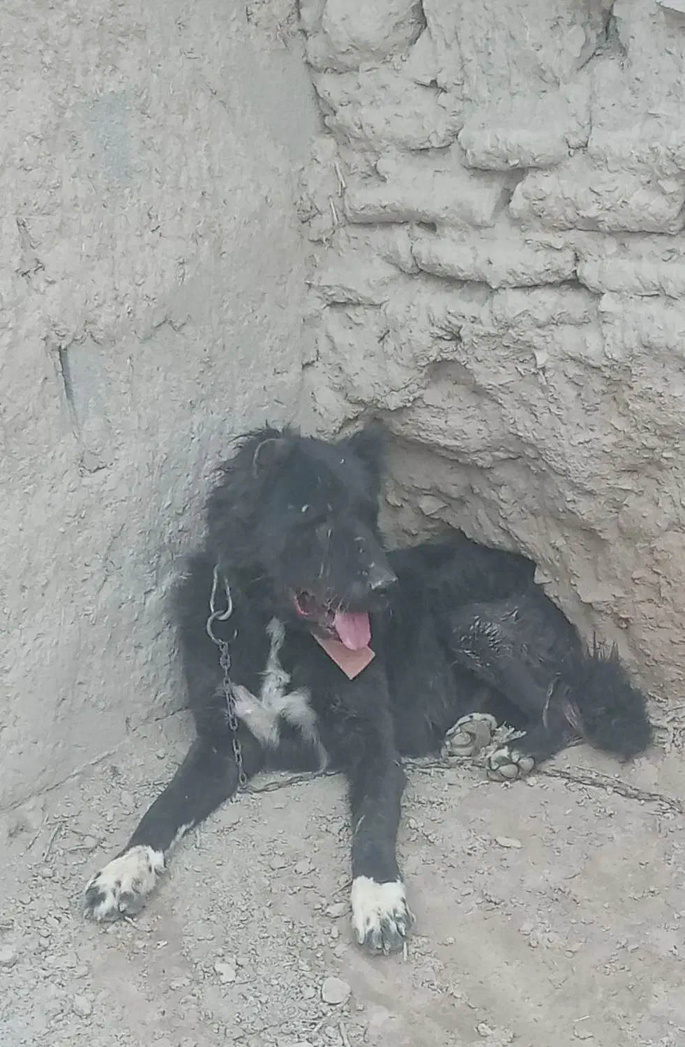 سگ گله|سگ|ساروق, |دیوار