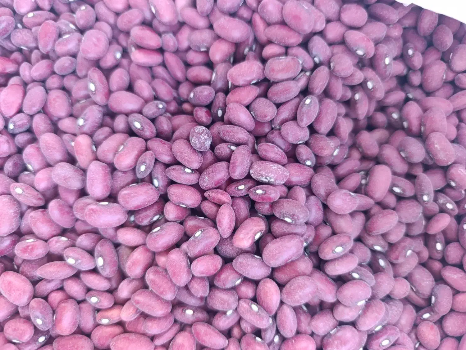 لوبیا قرمز بوجاری شده درجه یک|خوردنی و آشامیدنی|سیدان, |دیوار