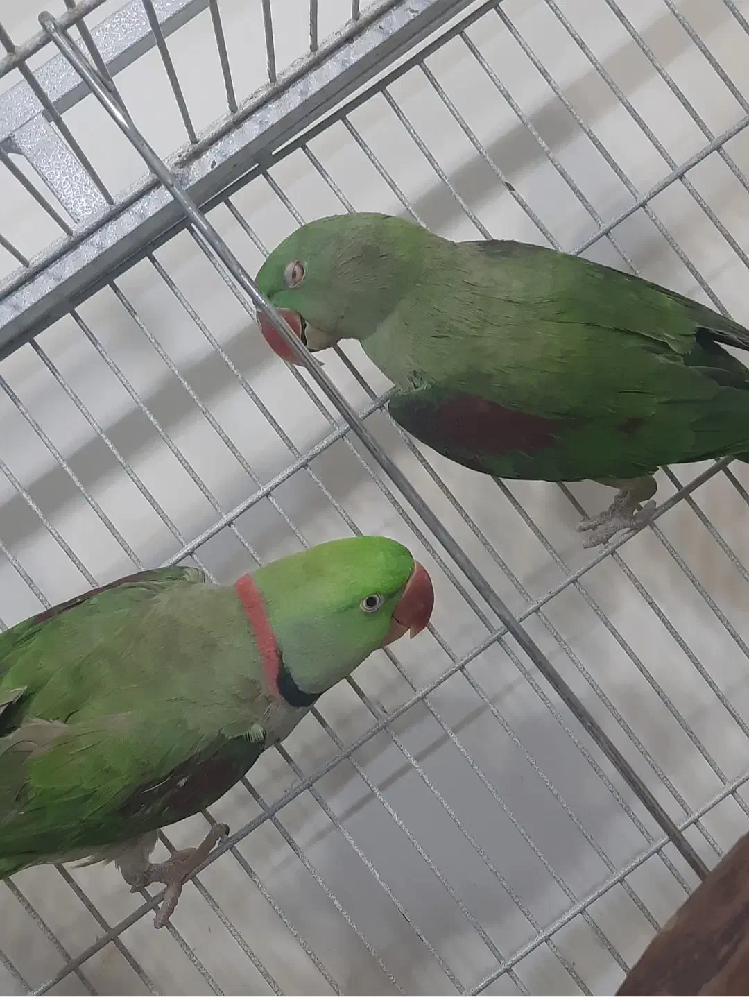 شاه طوطی جفت مولد|پرنده|رباط‌کریم, رباط‌کریم|دیوار