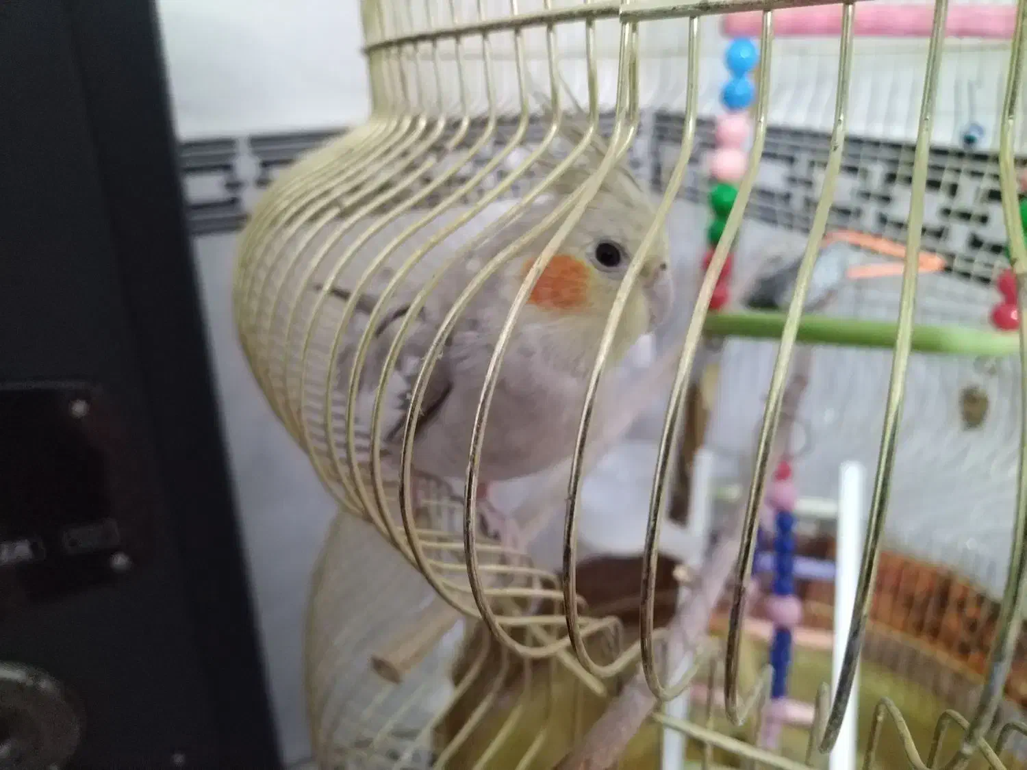 معاوضه عروس هلندی با سهره|پرنده|کرمانشاه, |دیوار