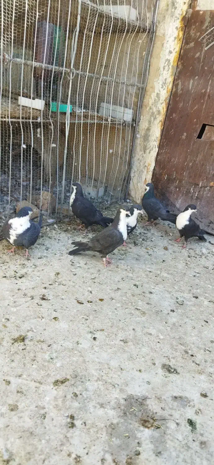 کبوتر|پرنده|درمیان, |دیوار