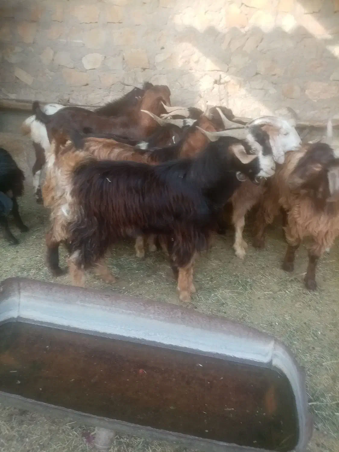 تعدادی کهره نر|حیوانات مزرعه|جم, |دیوار