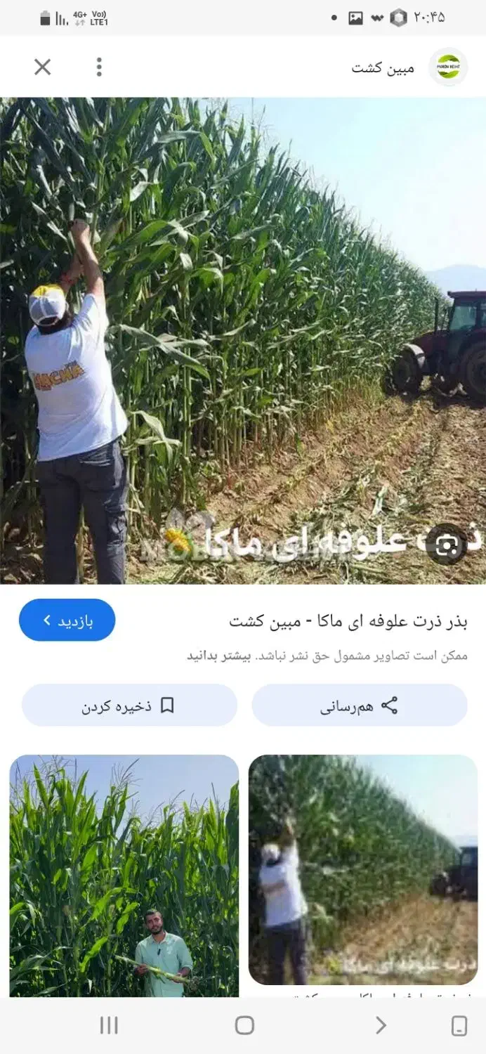 ذرت علوفه ای|عمده‌فروشی|اسفرورین, |دیوار