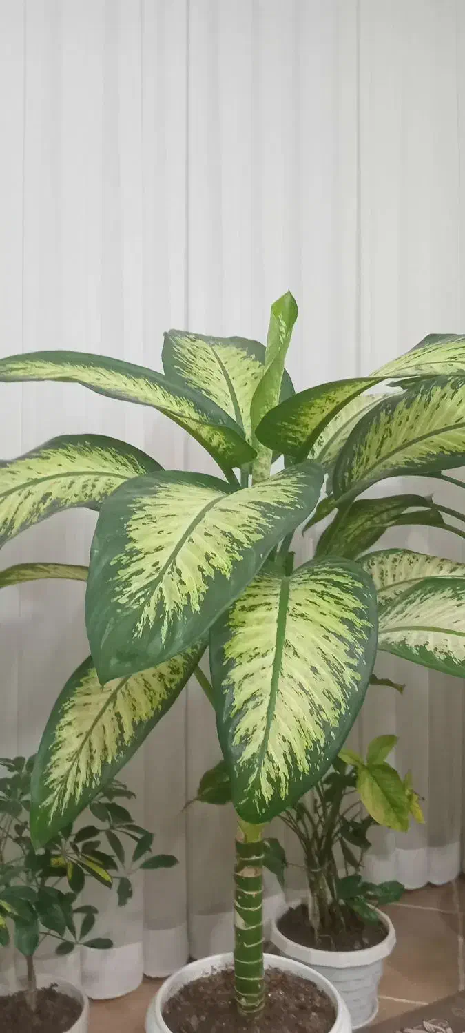 گل دیفن|گل و گیاه طبیعی|نیشابور, گنبد سبز|دیوار