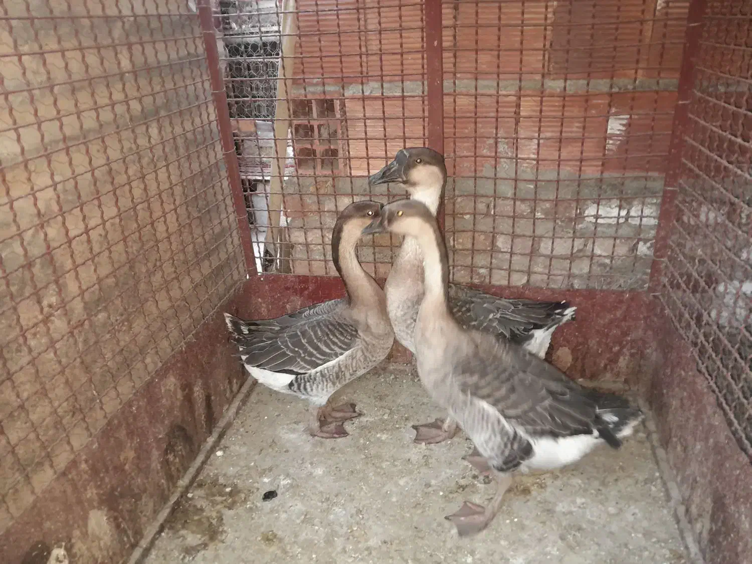 قو غاز آفریقایی|حیوانات مزرعه|رفسنجان, |دیوار