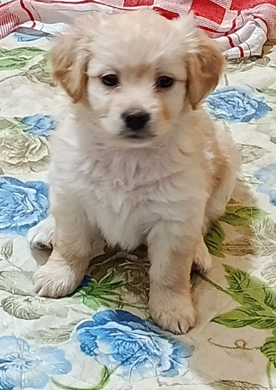 توله سگ واگذاری|سگ|شیراز, بریجستون|دیوار