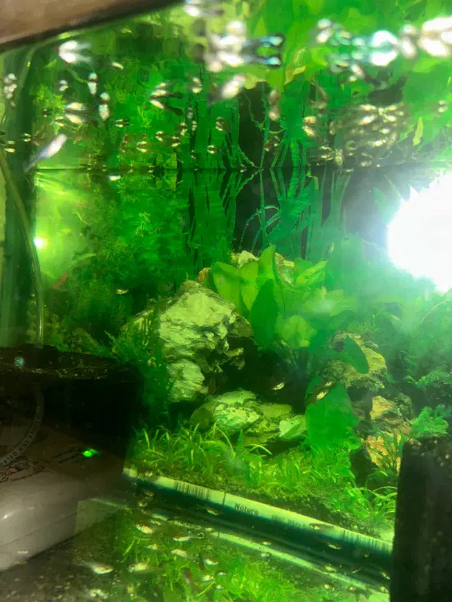 بچه ماهی گوپی|ماهی|تبریز, |دیوار