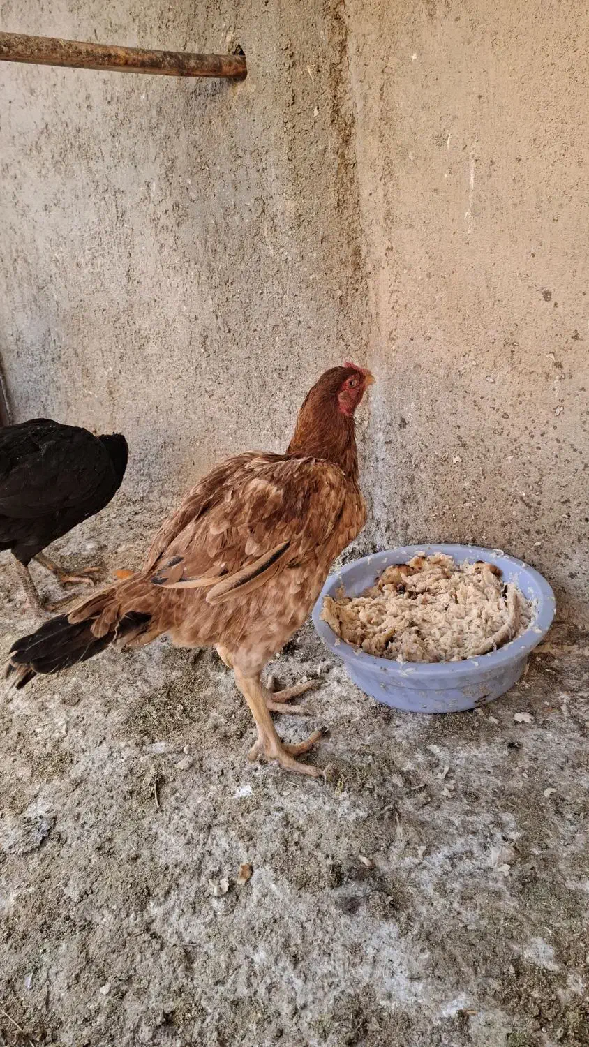 مرغ و خروس لاری و گلین|حیوانات مزرعه|تهران, افسریه شمالی|دیوار