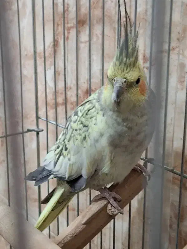 عروس هلندی ماده|پرنده|سراب, |دیوار