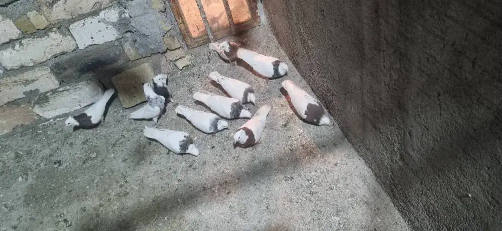 طوقی ۷رنگ|پرنده|شال, |دیوار