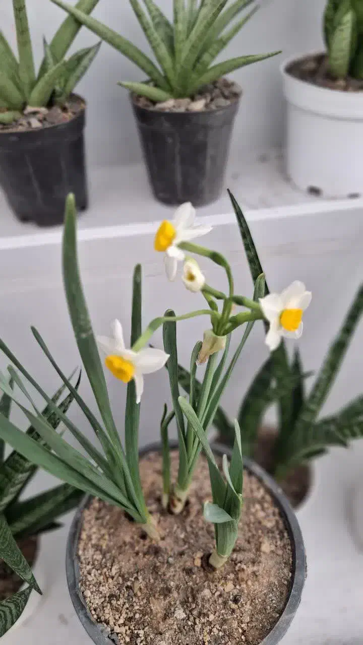 نرگس عطری|گل و گیاه طبیعی|قم, ولیعصر|دیوار