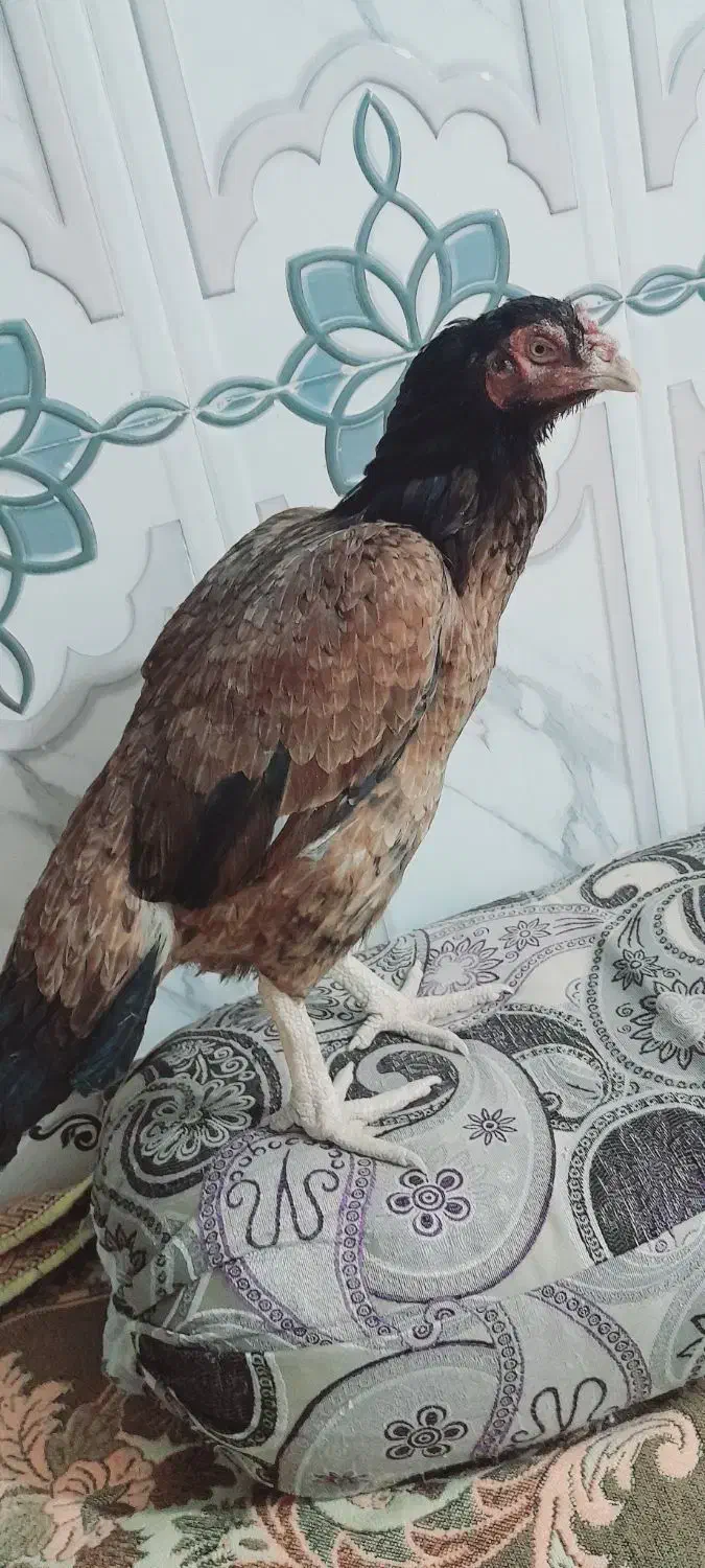 فروش ومعاویز با ماکیان میانوالی|حیوانات مزرعه|سراوان, |دیوار