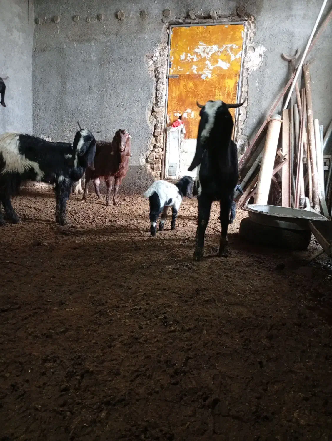 بز و بزغاله|حیوانات مزرعه|تربت‌حیدریه, بالا ولایت|دیوار