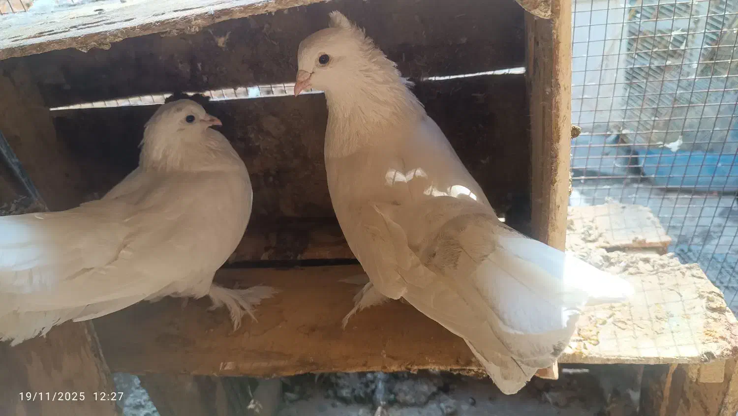 کبوتر|پرنده|بندر ماهشهر, |دیوار