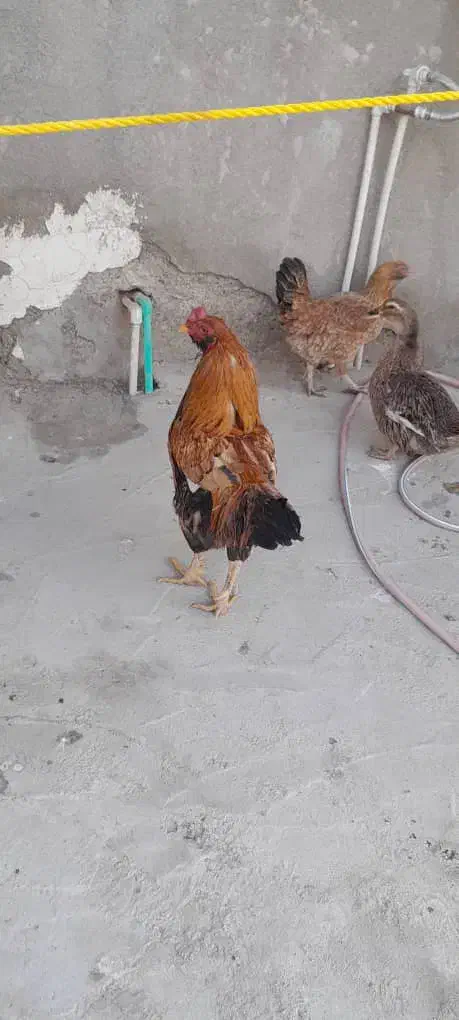 خروس چهل تاج نسل دار درشت و کشیده|حیوانات مزرعه|ایرانشهر, |دیوار