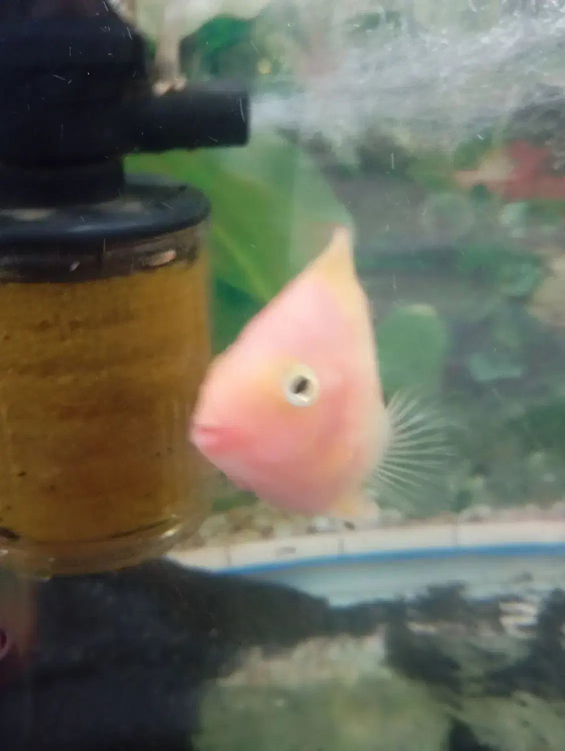 ماهی آکواریوم گوشت خوار|ماهی|زابل, |دیوار