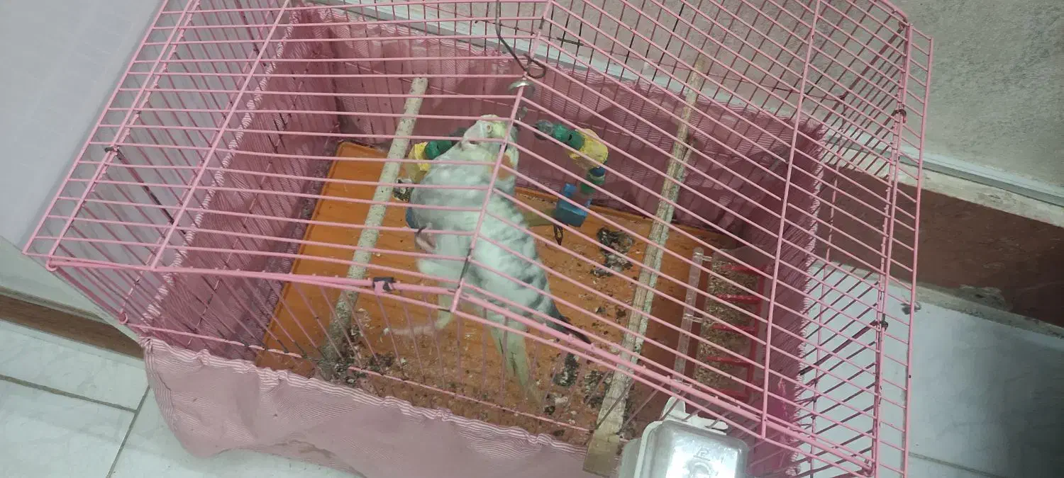 عروس هلندی|پرنده|مشهد, ایثارگران|دیوار