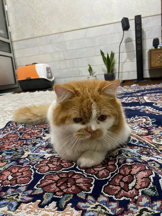 گربه نر بریتیش|گربه|قم, انصارالحسین|دیوار