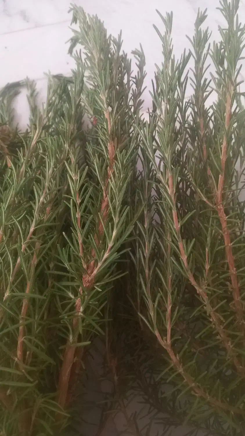 رزماری|گل و گیاه طبیعی|میانه, |دیوار