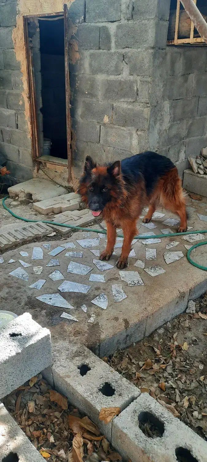 واگذاری دو قلاده سگ نژاد چاو چاو  ژرمن شولاین|سگ|بندرعباس, |دیوار