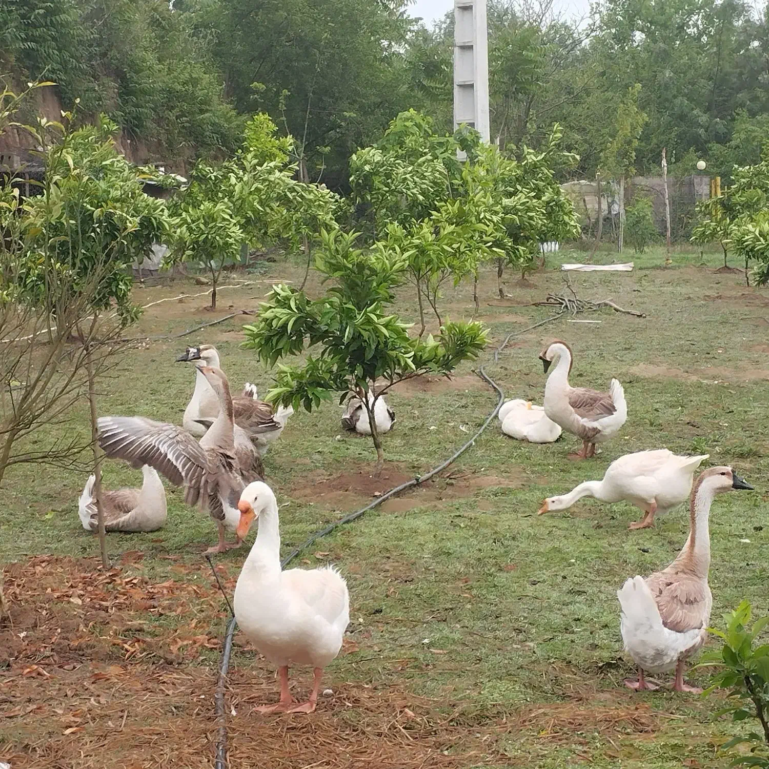 قوغاز بالغ فروشی ماسال|حیوانات مزرعه|طاهرگوراب, |دیوار