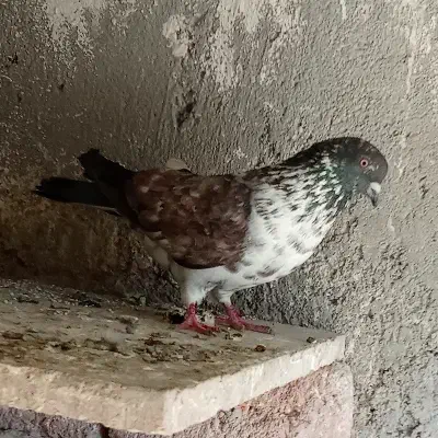 فرفرا|پرنده|اردبیل, |دیوار