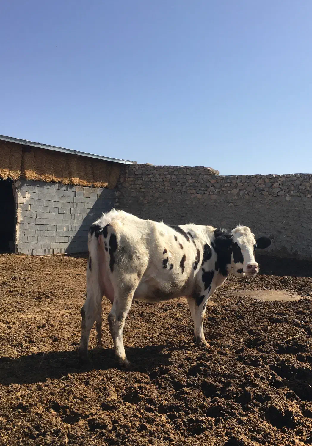 تلیسه|حیوانات مزرعه|شیروان (خراسان), |دیوار