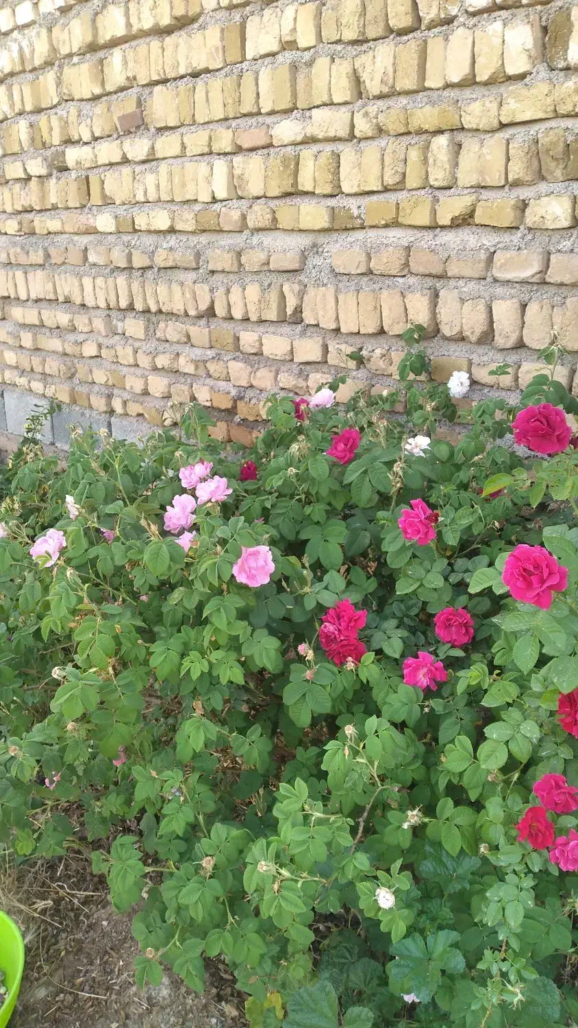 باغ ویلا|فروش خانه و ویلا|تربت‌حیدریه, پائین ولایت|دیوار