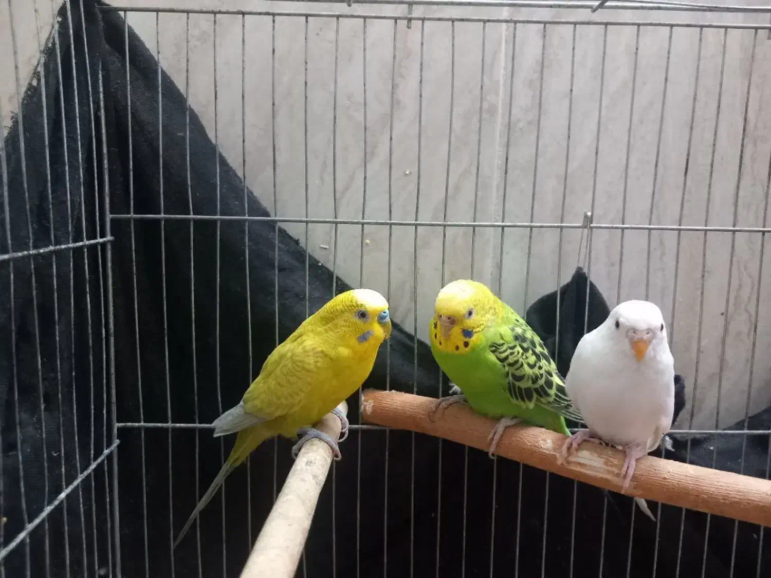 پنکه موبایلی مرغ عشق مولد و کفتر طوقی|پرنده|مهریز, |دیوار