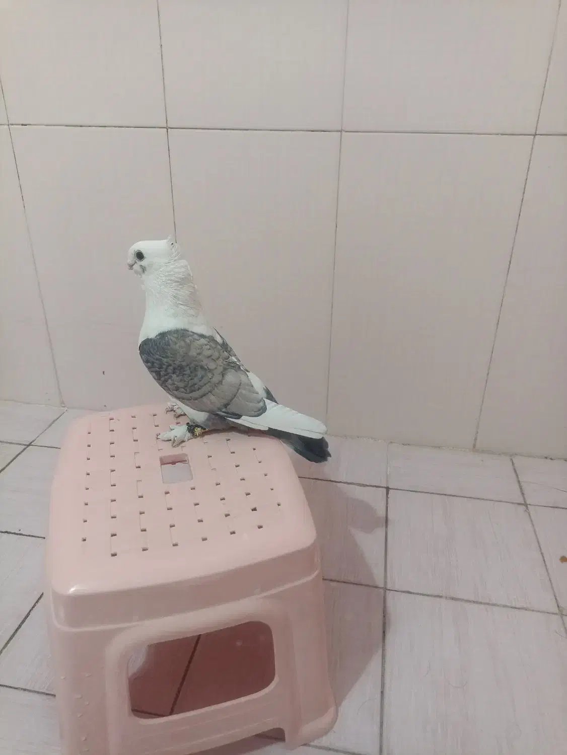 کبوتر بلژیکی نر جوان|پرنده|ایلام, |دیوار