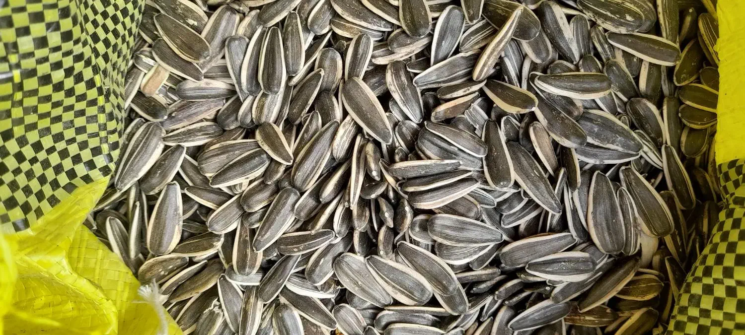 تخمه افتابگردان|عمده‌فروشی|موچش, |دیوار