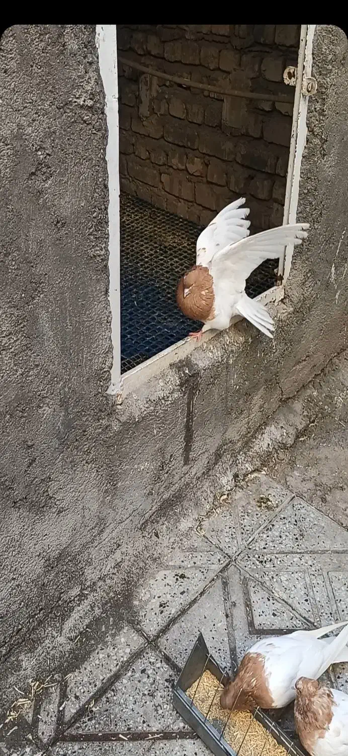 جونه نرکله زردفروشی|پرنده|دورود, |دیوار