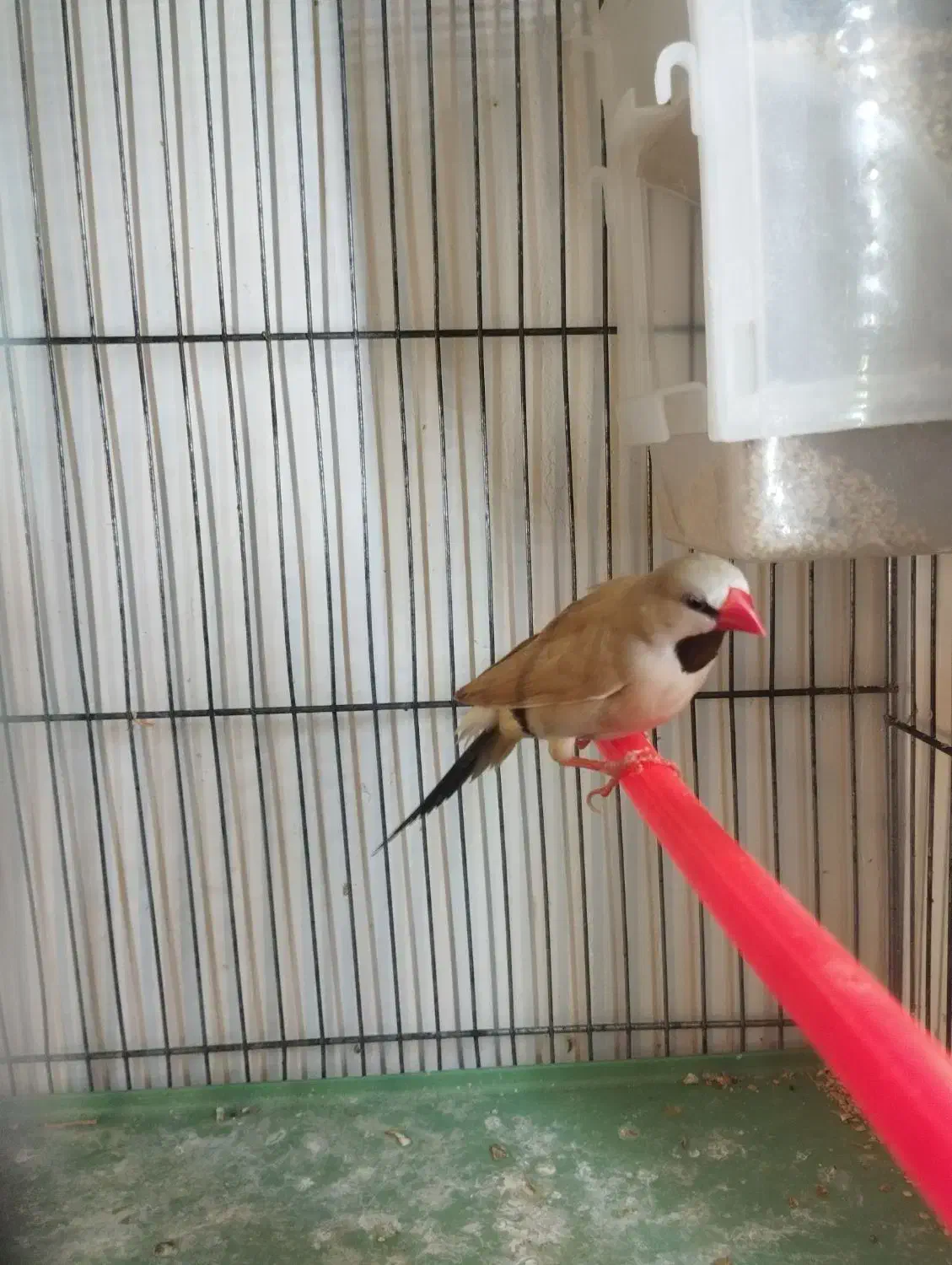 یک عدد فنج کراواتی نر معاوضه با قناری گلاستر|پرنده|تبریز, |دیوار